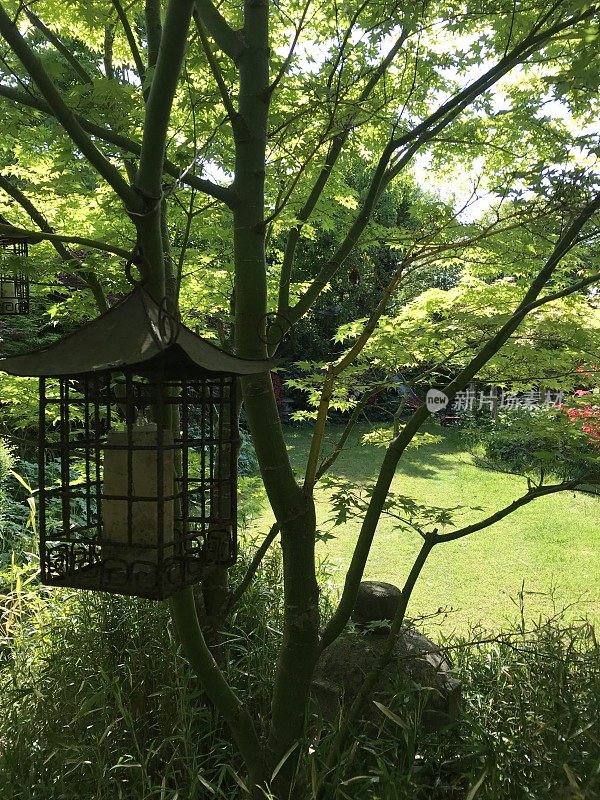 树荫下的日本花园的槭树/棕榈槭树叶/绿色和紫色的日本枫树，东方金属悬挂的中国灯笼，矮个子矮小的竹子，景观设计绿色草坪草坪修剪/用推式割草机修剪，阳光斑驳的阴影